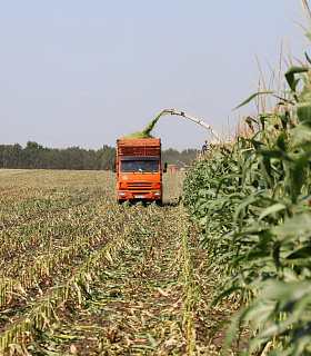 В «Прогресс Агро» идет заготовка кукурузы на силос