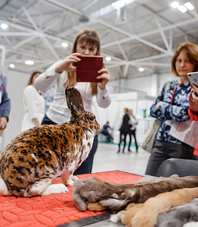 Конкурс кроликов и породной птицы на выставке «МинводыАГРО» - 2022 