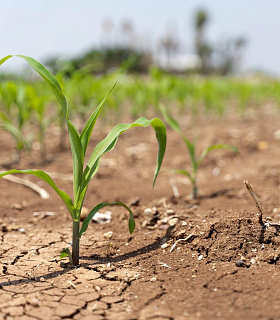 Засуха в России в 2023 году: чем поливать и как сохранить урожай